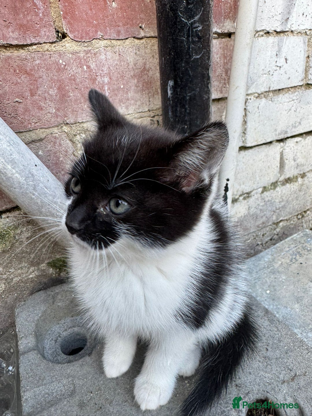British Shorthair cats for sale: Cats for sale - Image 15