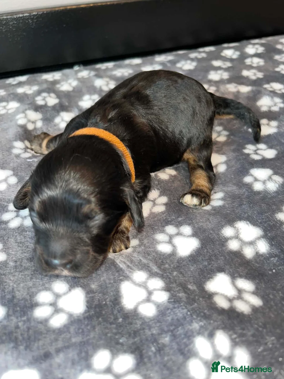 Cockapoo dogs for sale: American Cockapoo f1 puppy's  in Glasgow - Advert 7