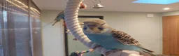 Budgerigars birds for sale: Hand tamed Budgies - Advert 5