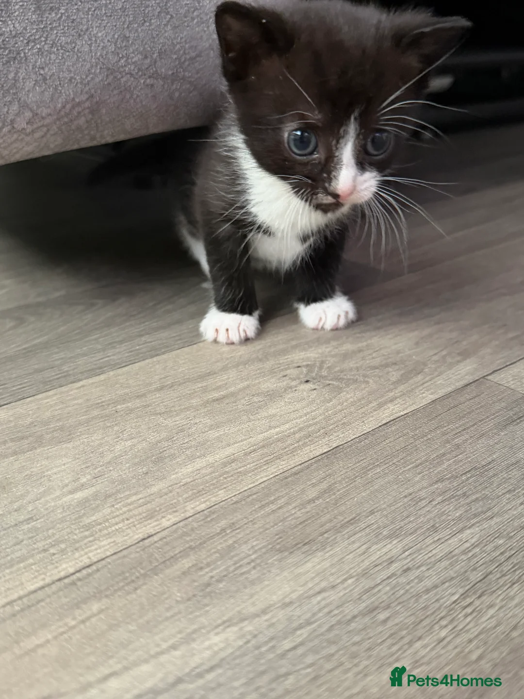 Mixed Breed cats for sale: Two beautiful kittens  - Advert 2