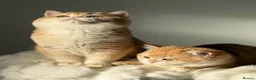 British Shorthair cats for sale: Teddy Bear 🧸 British Shorthair Golden kittens  - Advert 36