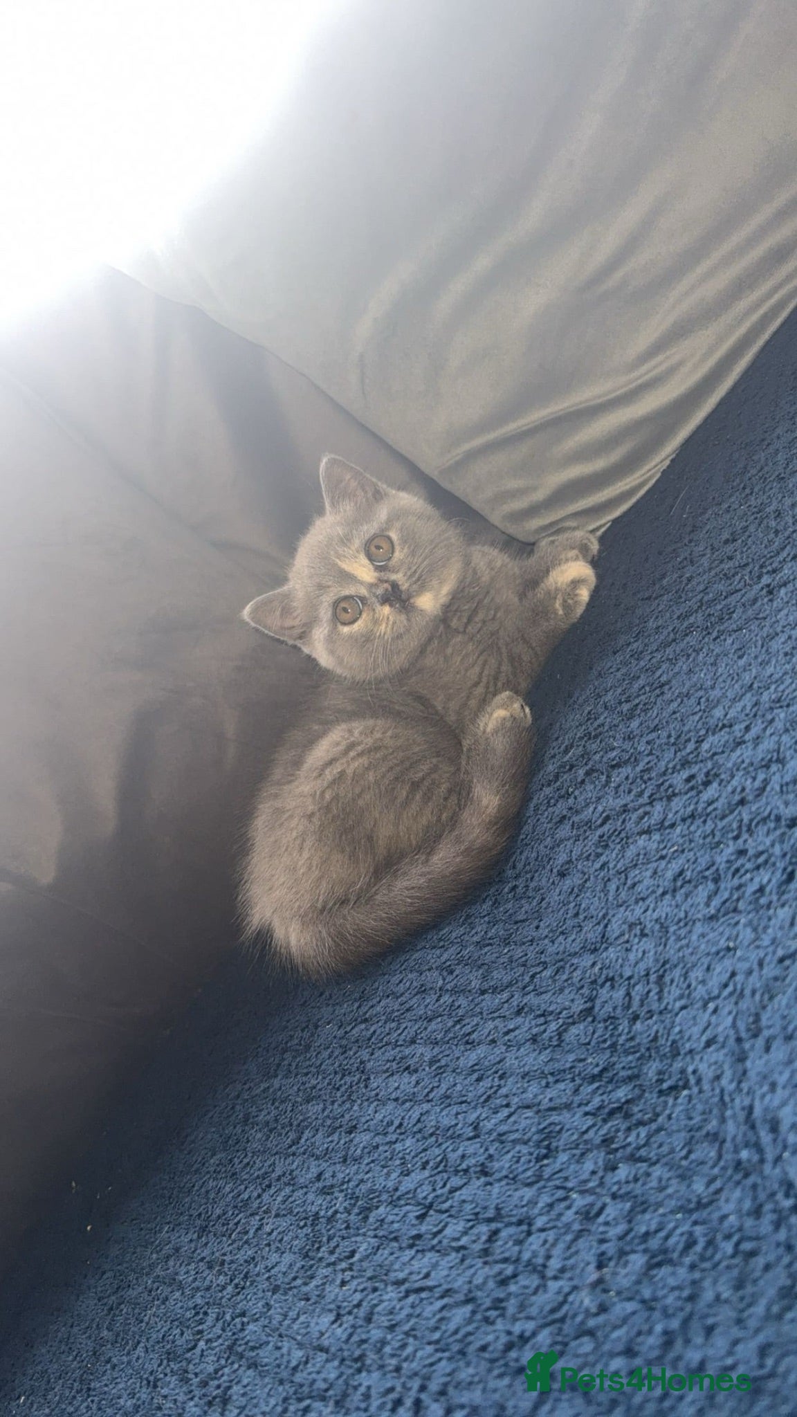British Shorthair cats GCCF registered girl 🩷 - Advert 1