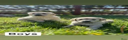 Golden Retriever dogs for sale: One girl remaining - Advert 24