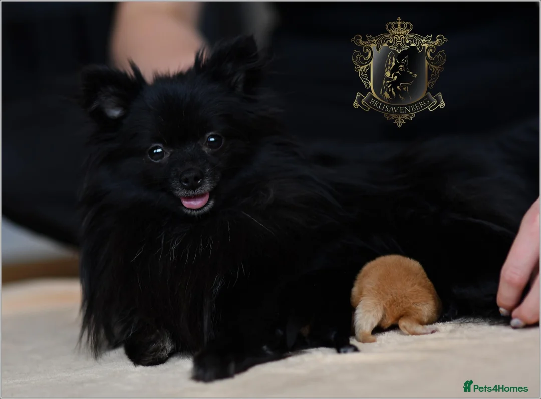 Pomeranian dogs for sale: WOLF SABLE FEMALE POMERANIAN RKC DNA  - Advert 11