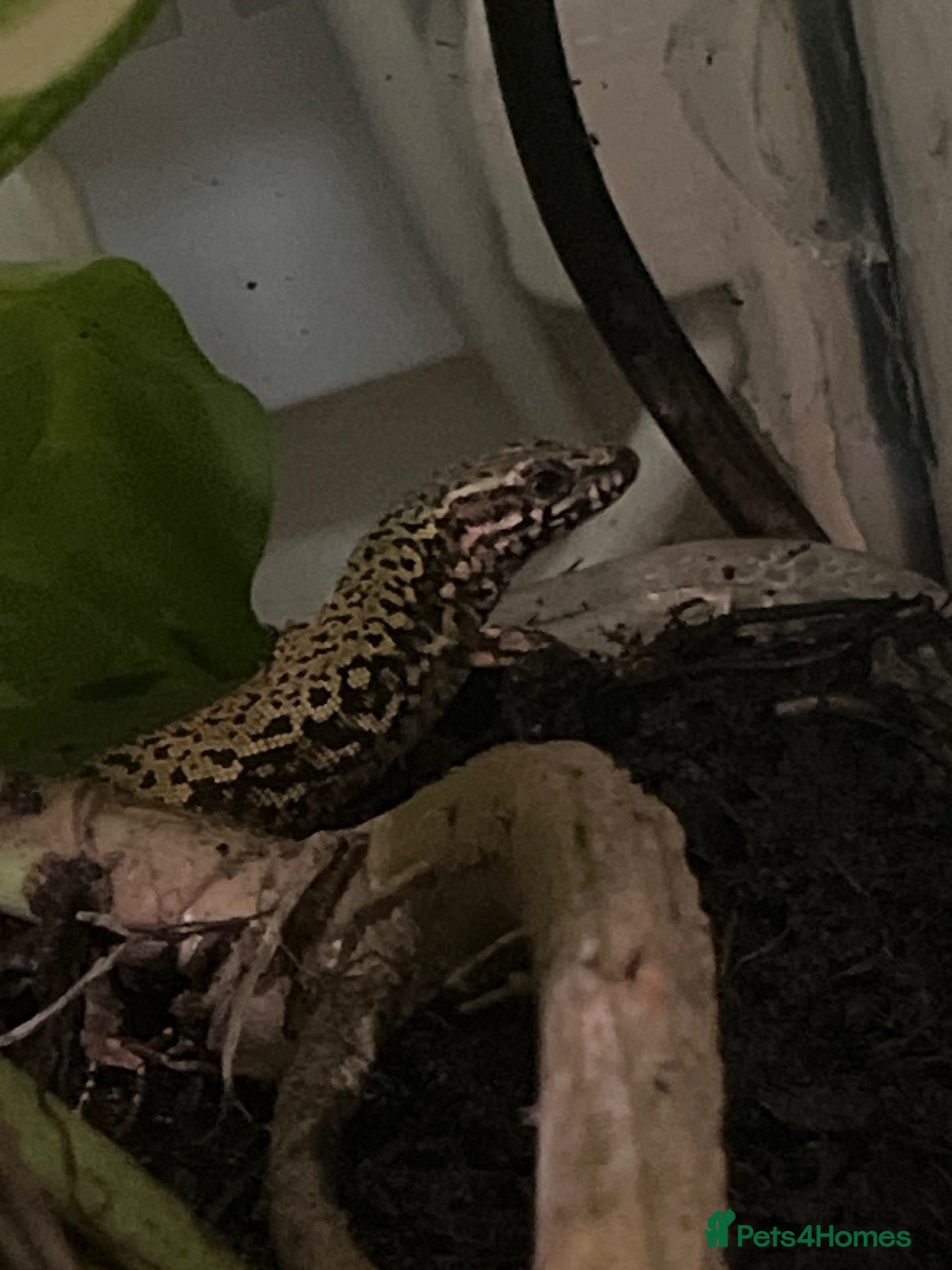 Lizard reptiles 2 wall lizards  - Advert 4