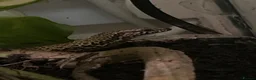 Lizard reptiles for sale: 2 wall lizards  in Portsmouth - Advert 1