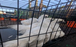 Chickens poultry for sale: 5 silkie chicks - Image 4
