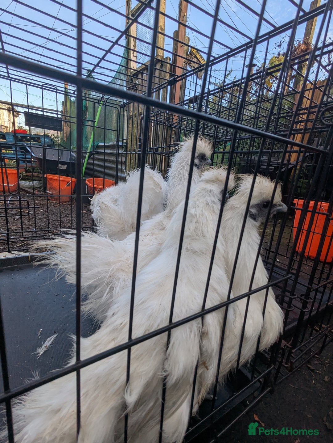 Chickens poultry for sale: 5 silkie chicks - Image 4