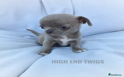 Chihuahua dogs for stud: Solid chocolate KC LC Ukrainian import DNA tested  in Stafford - Image 23