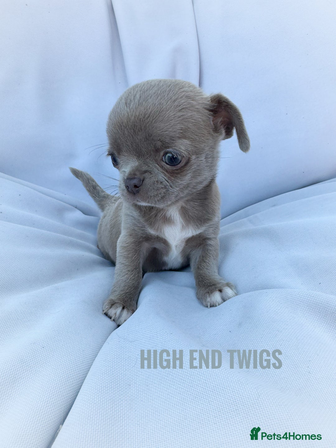Chihuahua dogs for stud: Solid chocolate KC LC Ukrainian import DNA tested  in Stafford - Image 23