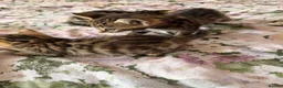 Bengal cats for sale: Beautiful bengal kittens 🐾🐾🐾 - Advert 8