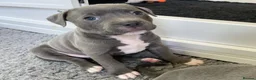 Staffordshire Bull Terrier dogs for sale: Premium Staffordshire Puppies for sale  in Birmingham - Advert 7