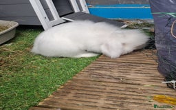 English Lop rabbits for sale: Mr snow ball - Image 2