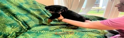 Rottweiler dogs for sale: Rottweiler puppies - Advert 14