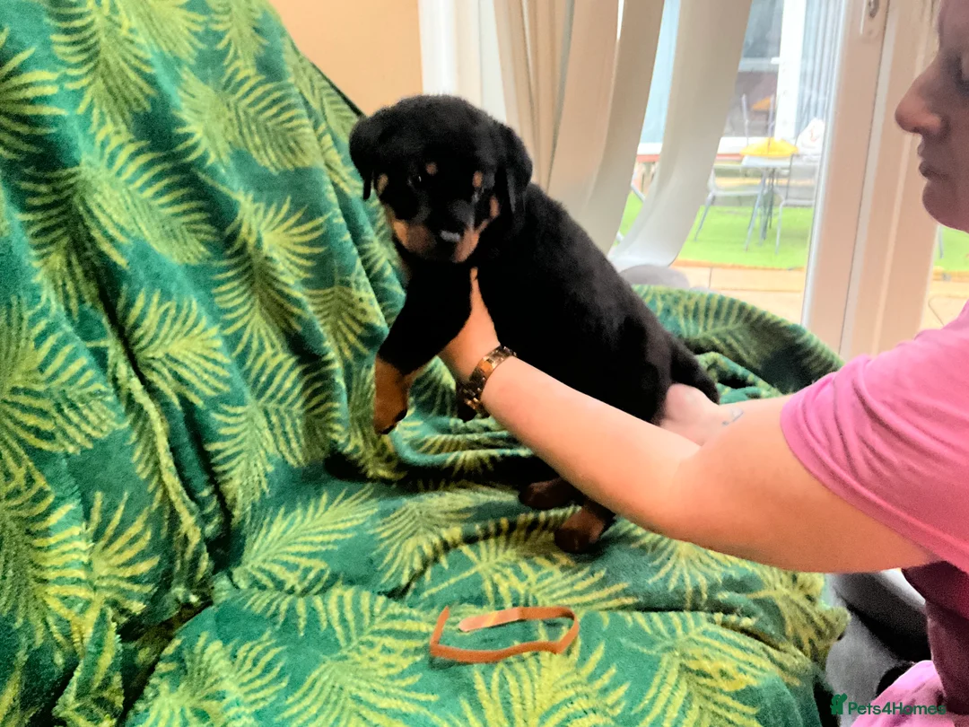 Rottweiler dogs for sale: Rottweiler puppies - Advert 14