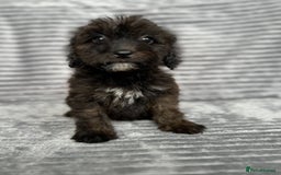 Cockapoo dogs for sale: Adorable Cockapoos looking for forever homes - Image 25