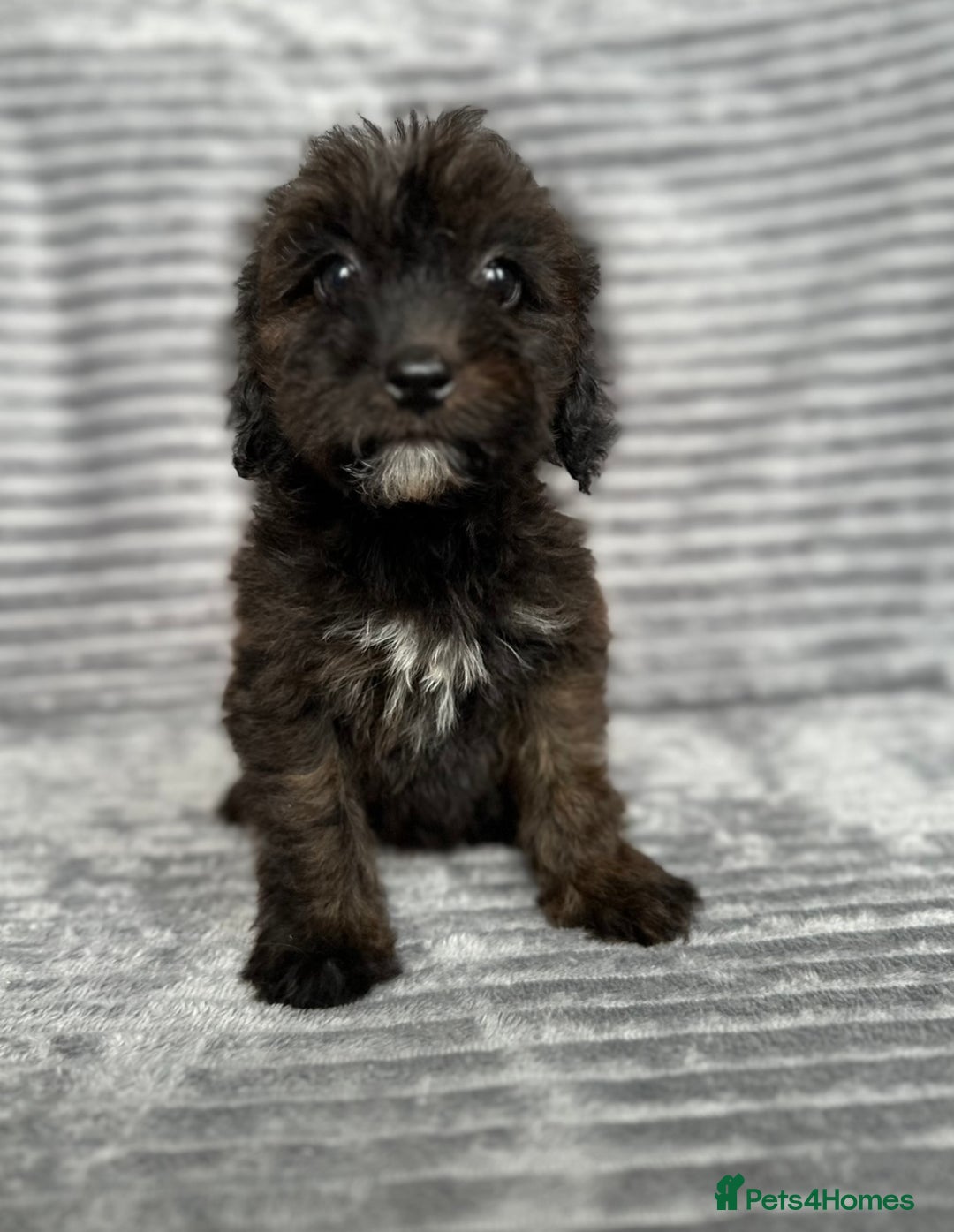 Cockapoo dogs for sale: Adorable Cockapoos looking for forever homes - Image 25