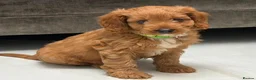 Cavapoo dogs for sale: 5⭐️licensed Breeder, outstanding F1 cavapoo’s  - Advert 5