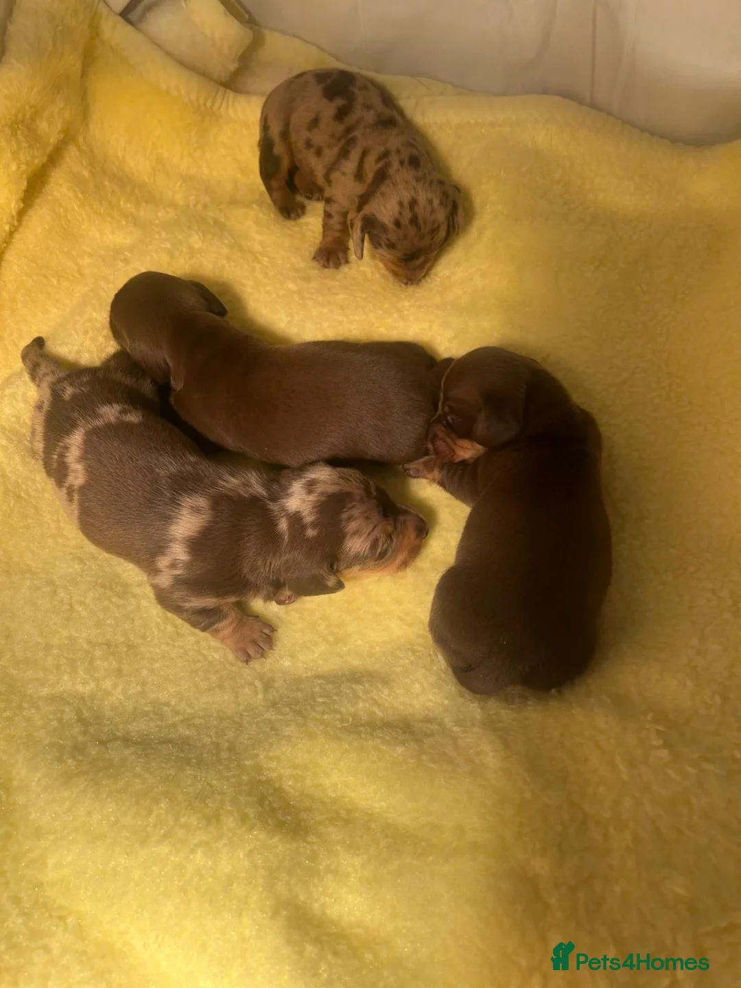 Miniature Dachshund dogs for sale:  🐾 Adorable Puppies Ready for Loving Homes! 🐾 - Advert 2