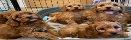 Cavapoo dogs for sale: 🐶🐾Adorable F1 miniature cavapoos🐾🐶 - Advert 12