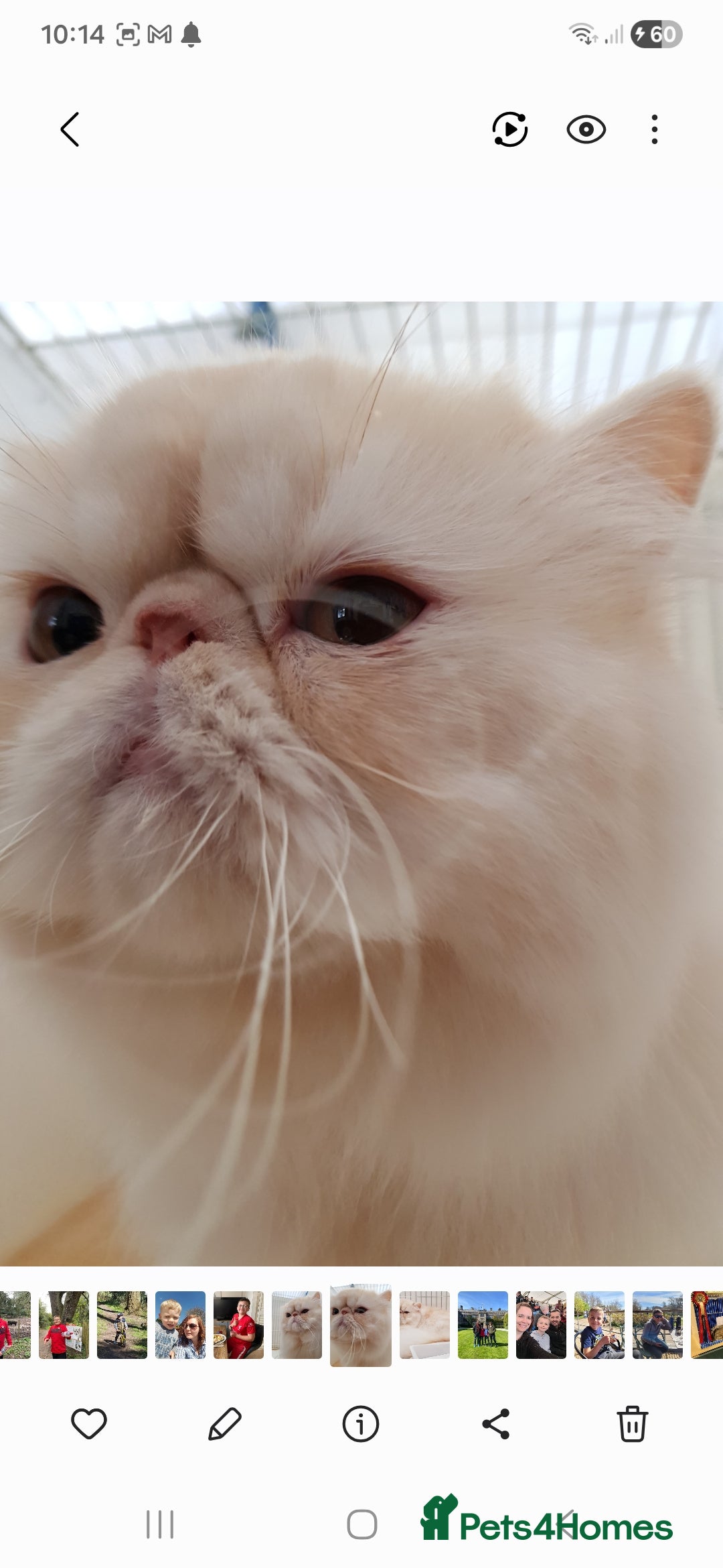 Persian cats Grand champion cameo male persian - Advert 5