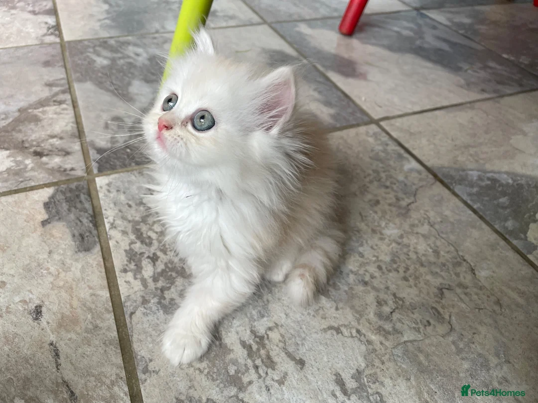 Persian cats for sale: Persian kittens in Rugby - Advert 40