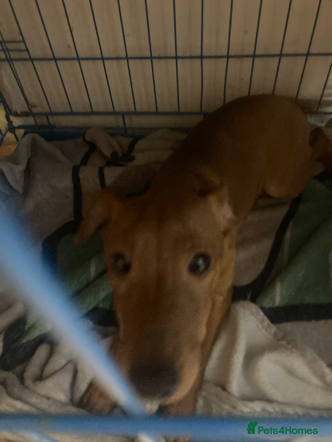 Miniature Pinscher dogs for sale: Miniature pinscher boy tan  - Advert 3