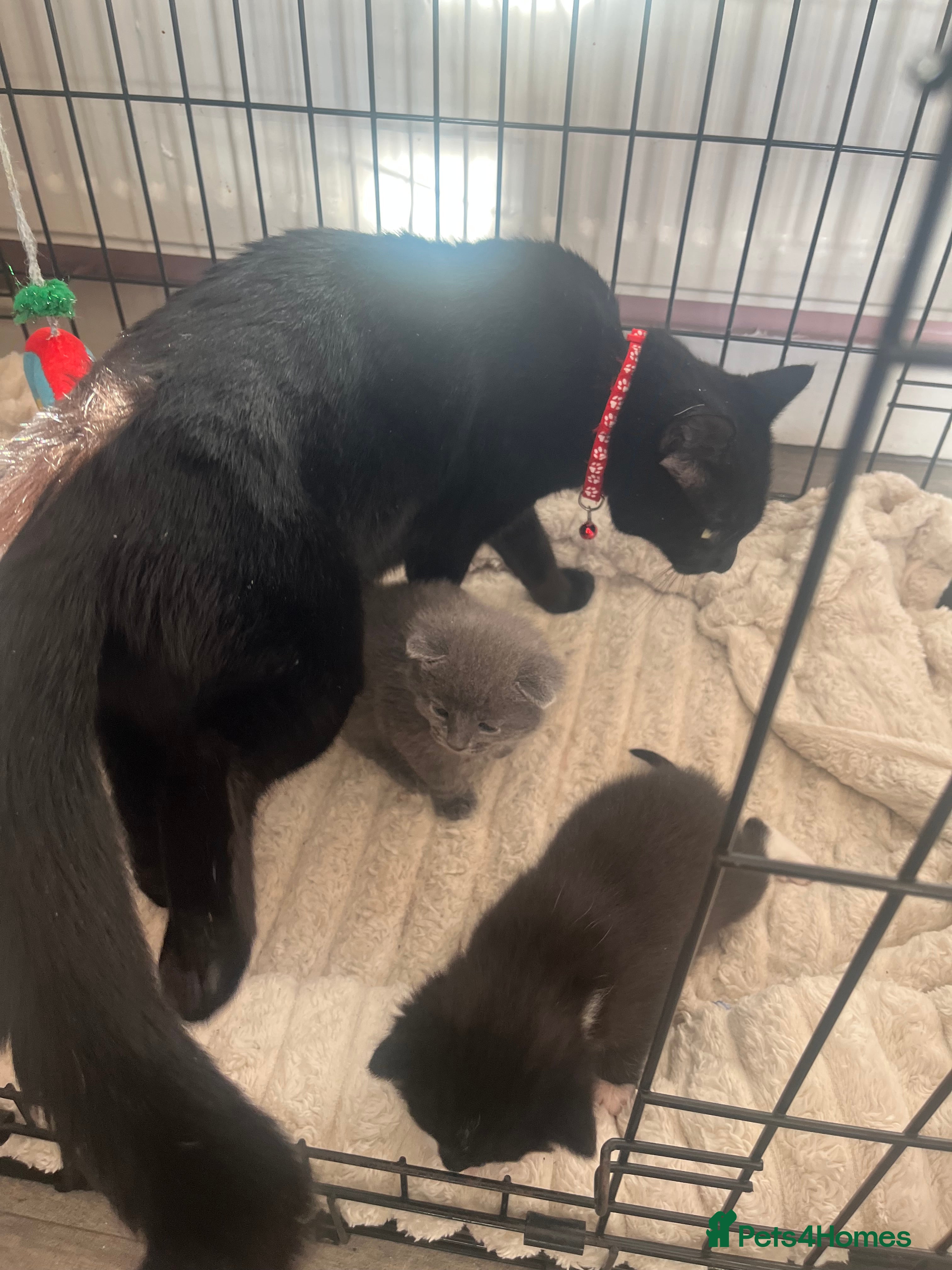 Mixed Breed cats 3 mixed kittens - Advert 2