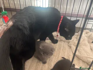 Mixed Breed cats 3 mixed kittens - Advert 1