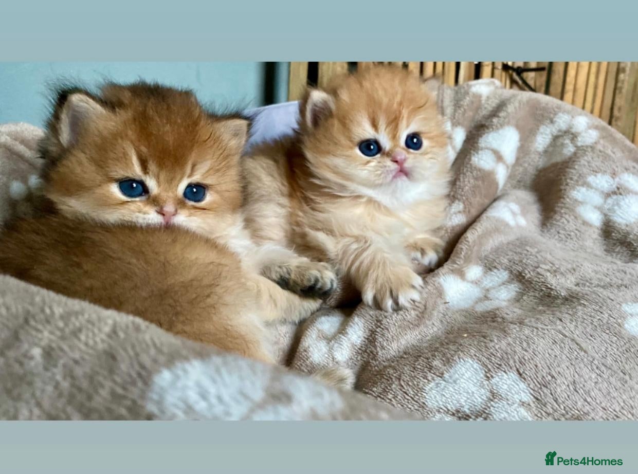 British Longhair cats for sale: British angels 😇🐾 - Advert 2