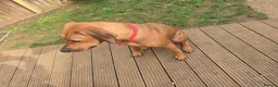 Rhodesian Ridgeback dogs for sale: Luna  - Advert 7