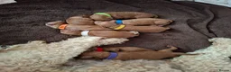 Cavapoo dogs for sale: Stunning F1B Cavapoo Pups - Deep Fox Red - Advert 7
