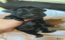 Cocker Spaniel dogs for sale: Cocker spaniel puppies - Image 6