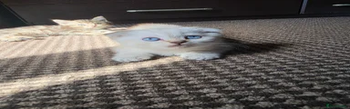 Scottish Fold Kitten 1