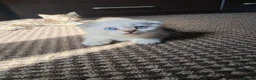 Scottish Fold cats for sale: Beautiful Scottish fold kittens ready now  - Advert 2