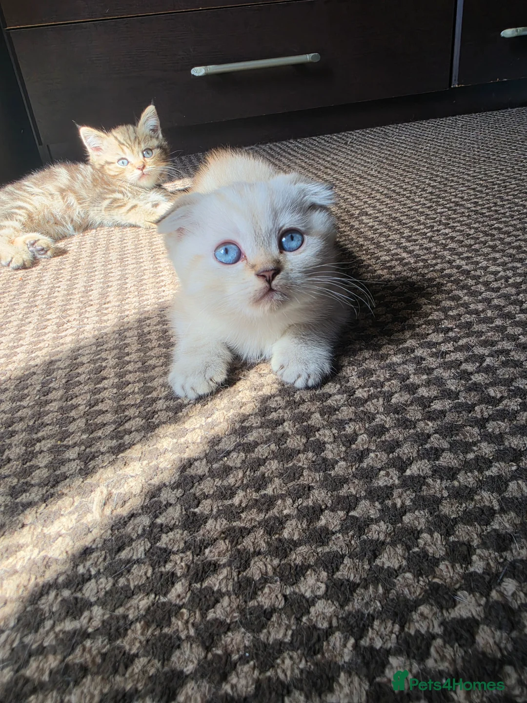 Scottish Fold cats for sale: Beautiful Scottish fold kittens ready now  - Advert 2