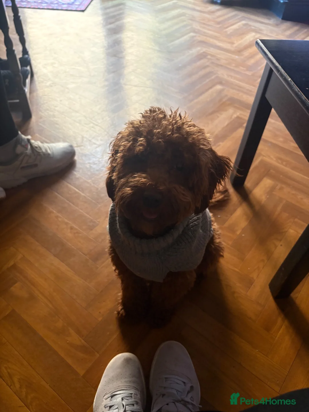 Cockapoo dogs for stud: Looking for a Stud F1 or F2 Cockapoo   - Advert 3