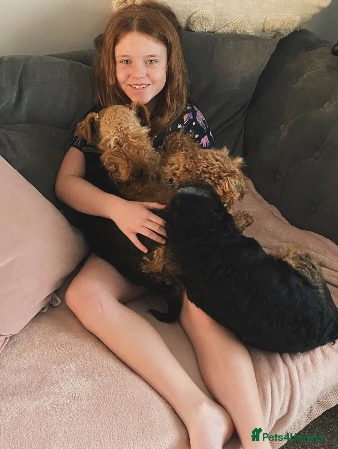 Welsh Terrier dogs for sale: PLL clear, Stunning KC reg Welsh Terrier Puppies - Advert 13