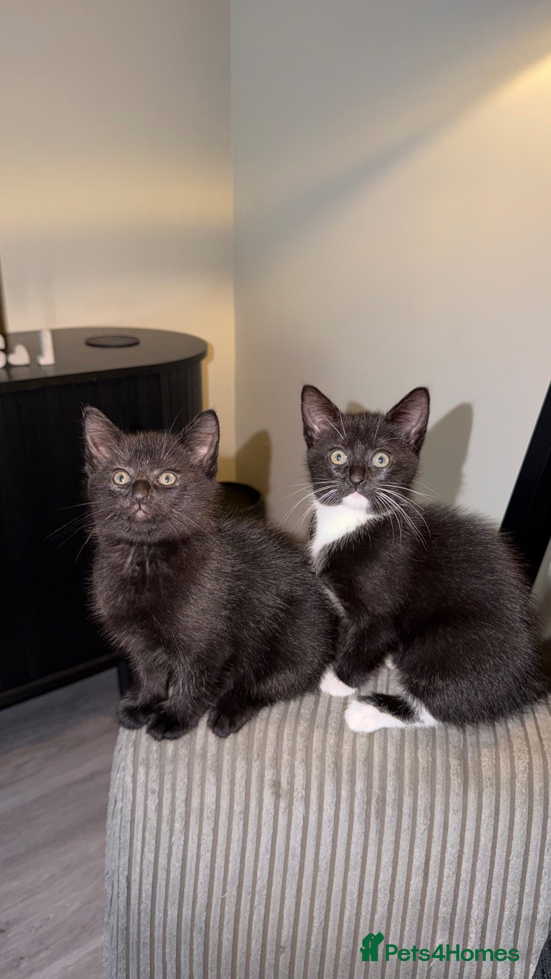 Domestic Shorthair cats 1 male 1 female kitten for sale.  - Advert 5