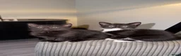 Domestic Shorthair cats for sale: 1 male 1 female kitten for sale.  - Advert 1