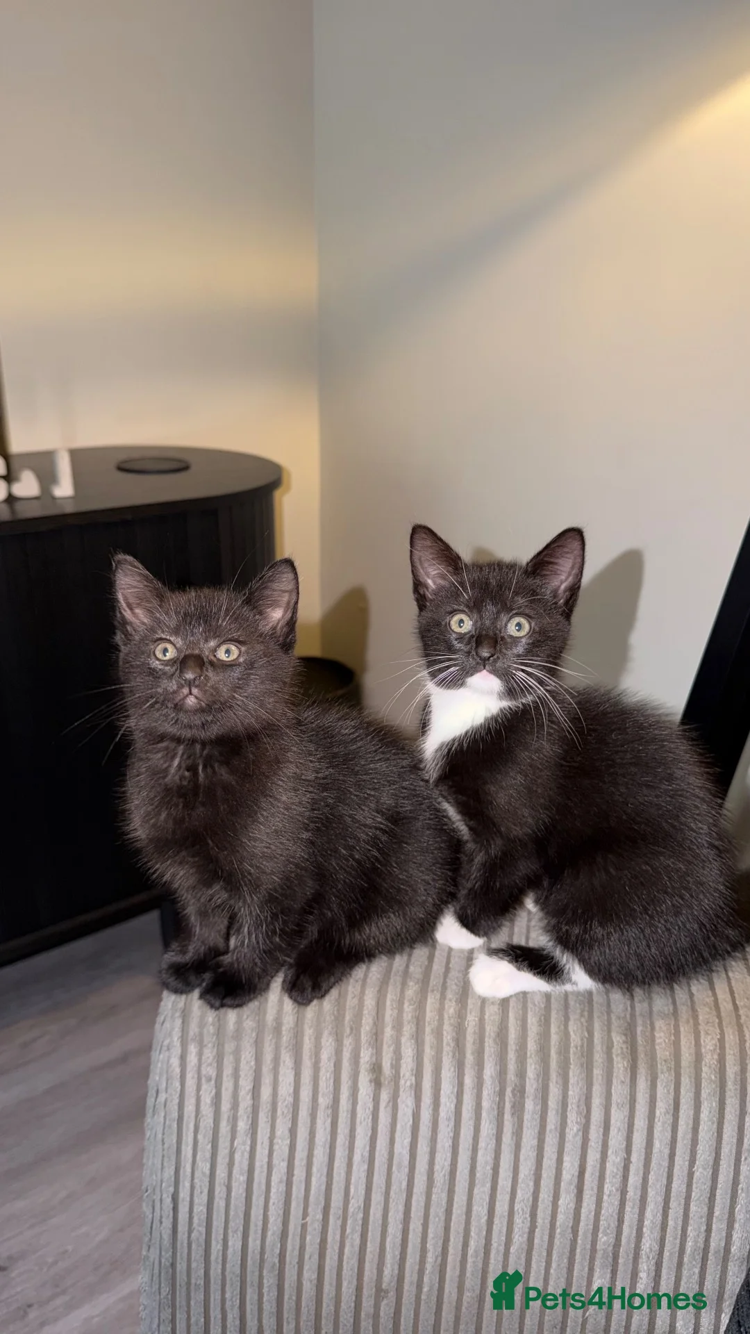 Domestic Shorthair cats for sale: 1 male 1 female kitten for sale.  - Advert 1