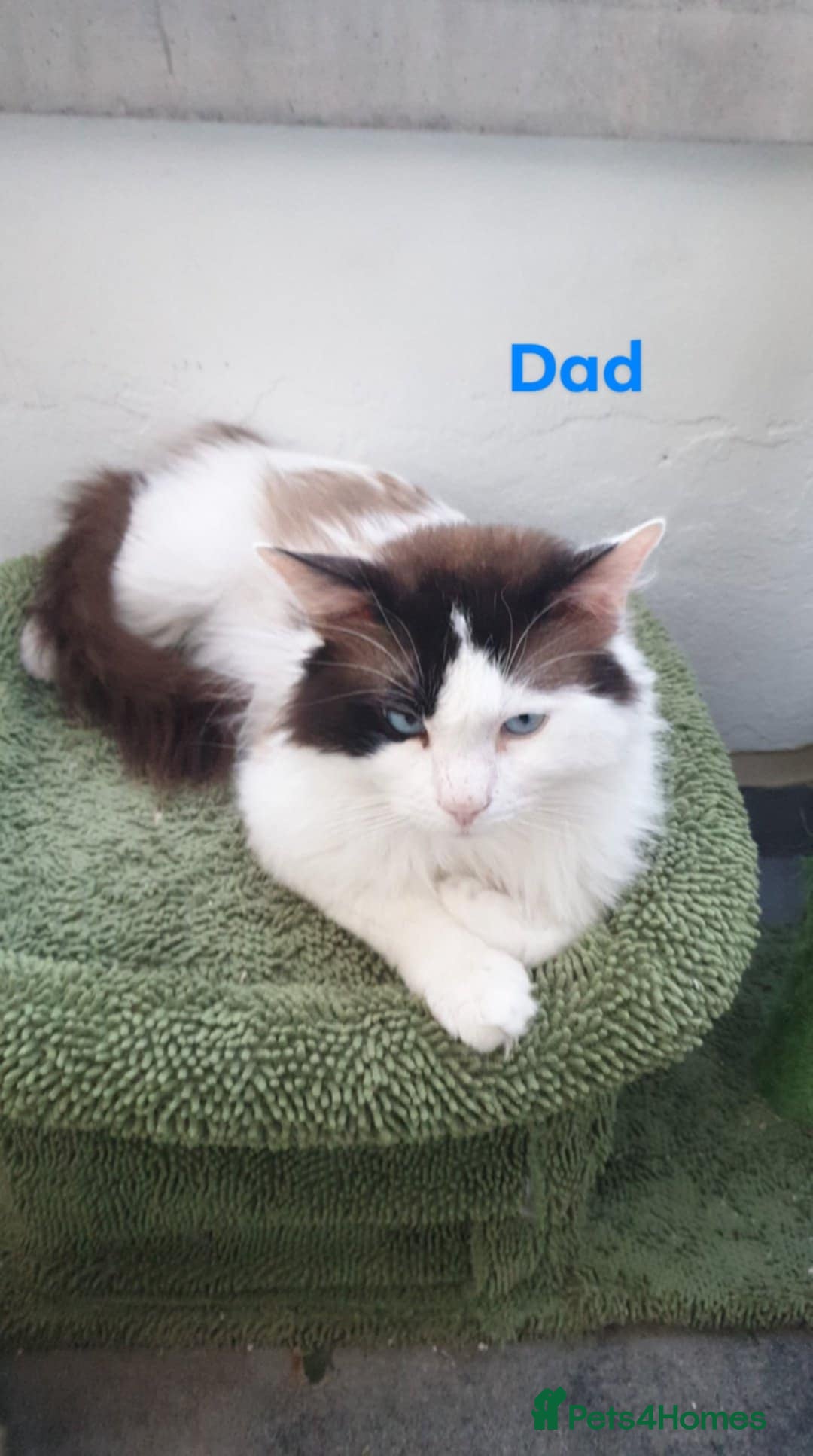 Ragdoll cats for sale: Ragdoll kittens  - Image 7
