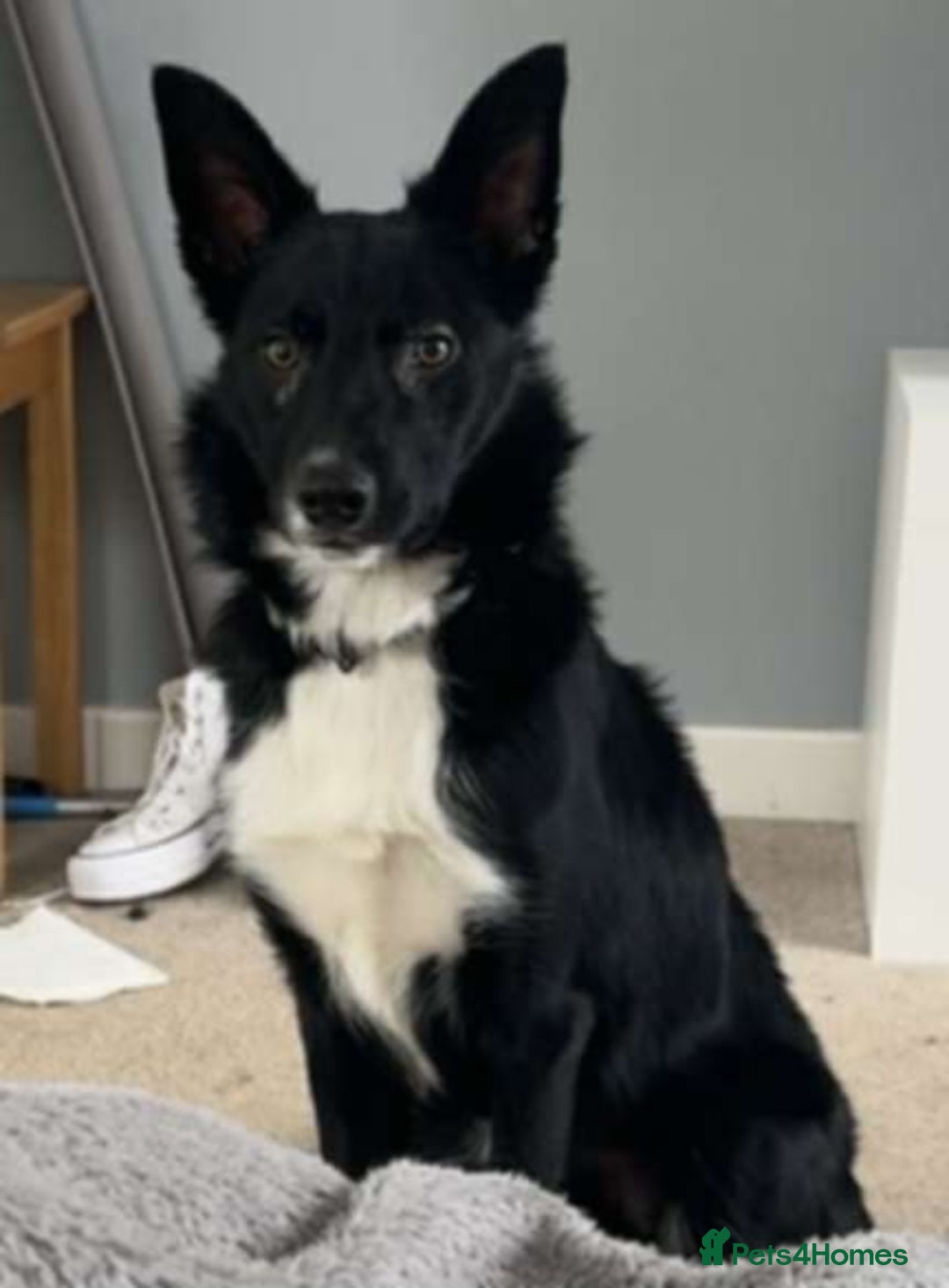 Border Collie dogs for sale: Rehome urgent, no fault of own  - Advert 2