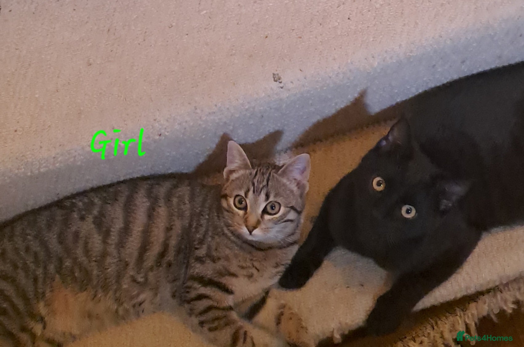 Mixed Breed cats Quarter Bengal kittens, looking for forever homes  - Advert 14