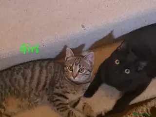 Mixed Breed cats Quarter Bengal kittens, looking for forever homes - Advert 14