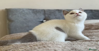 British Shorthair cats - Advert 7