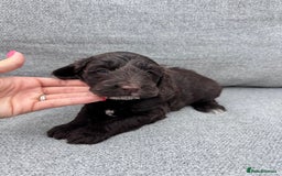 Cockapoo dogs for sale: Beautiful F1 cockerpoo puppies  - Image 12