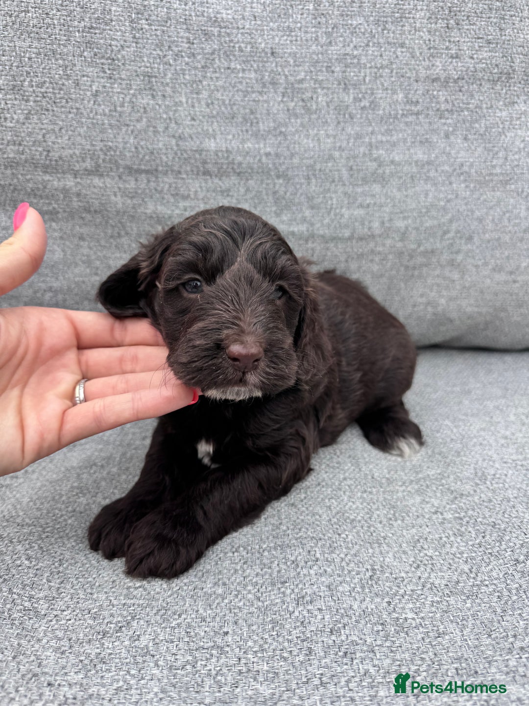 Cockapoo dogs for sale: Beautiful F1 cockerpoo puppies  - Image 12