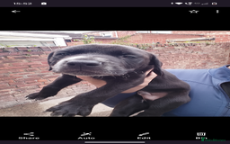 Mixed Breed dogs for sale: American Bulldog x Dobermann - Image 4