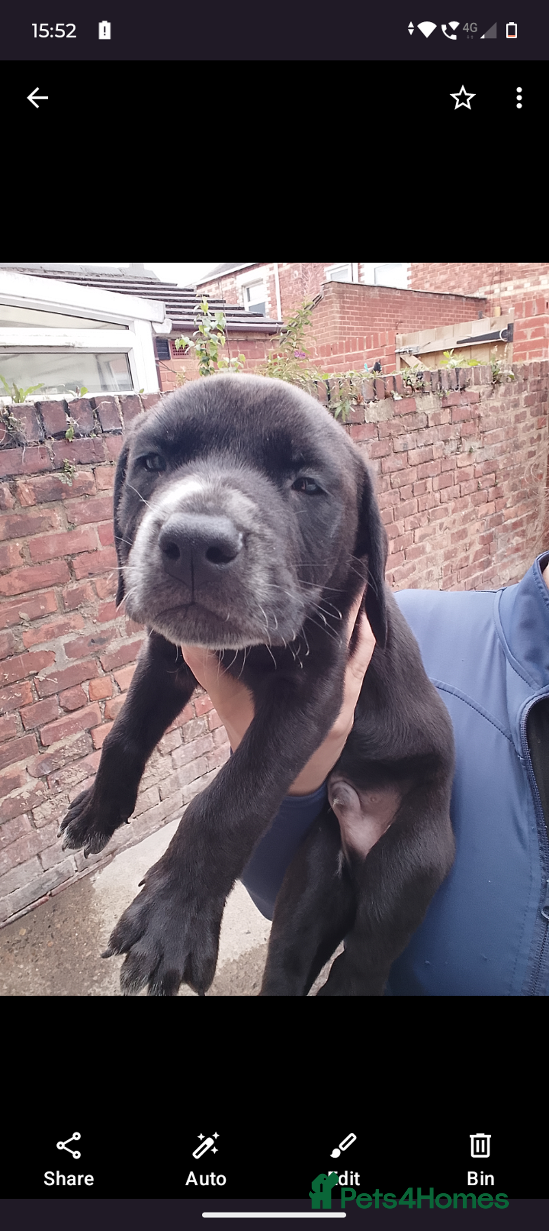 Mixed Breed dogs for sale: American Bulldog x Dobermann - Image 4